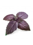 Veritable Lingot Organic Purple Basil