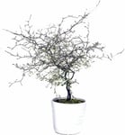 Sicksakbuske lat. Corokia cotoneaster