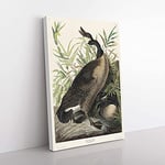 Big Box Art Canada Goose by John James Audubon Canvas Wall Art Print Ready to Hang Picture, 76 x 50 cm (30 x 20 Inch), White, Green, Brown, Black, Green