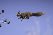 Flying Red Squirrel Poster 50x70 cm