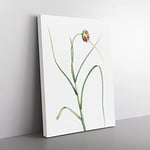 Garlic Flower In Bloom By Pierre Joseph Redoute Vintage Canvas Wall Art Print Ready to Hang, Framed Picture for Living Room Bedroom Home Office Décor, 60x40 cm (24x16 Inch)