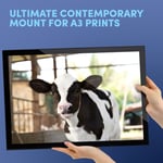 A3 Glass Frame - Baby Calf Cow Farm Animal Art Gift #12925