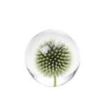 In Flore Tistel Pappersvikt Grön