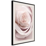 Plakat - Porcelain Rose - 40 x 60 cm - Sort ramme med passepartout