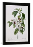 Kunst für Alle 'Encadré Image de Pierre Joseph Redouté Apple Blossom, from' Les Choix des Plus Belles Fleurs ', d'art dans Le Cadre de Haute qualité Photos Fait Main, 40 x 60 cm, Noir Mat