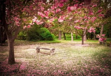 HD 7x5ft Photography Backdrop Spring Flowers Happy Valentine s Day Cherry Blossom Wood Chair Trees Girl Photo Background Backdrops Photography Video Party Newborn Kids Baby Photo Studio Props