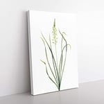 Big Box Art Wild Asparagus Flowers by Pierre-Joseph Redoute Canvas Wall Art Print Ready to Hang Picture, 76 x 50 cm (30 x 20 Inch), White, Green, Beige
