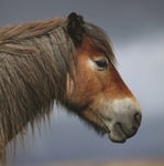 Exmoor Pony Sound Greeting Card Any Occasion Call Of The Wild Cards