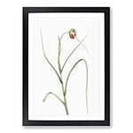 Big Box Art Garlic Flower in Bloom by Pierre-Joseph Redoute Framed Wall Art Picture Print Ready to Hang, Black A2 (62 x 45 cm)
