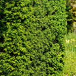 Omnia Garden Häckplanta Japansk Lärk Larix kaempferi, 50-80 cm 10-pack 101466-10