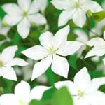 Klematis 'SoMany White Flowers' PBR 3-p