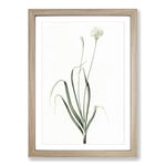 Big Box Art Hairy Garlic Flowers by Pierre-Joseph Redoute Framed Wall Art Picture Print Ready to Hang, Oak A2 (62 x 45 cm)