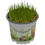 Imazo Kittygrass Kattgräs Bio 10 cm kruka