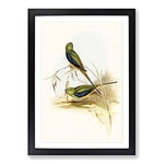 Big Box Art Blue-Banded Grass-Parakeets by Elizabeth Gould Framed Wall Art Picture Print Ready to Hang, Black A2 (62 x 45 cm)