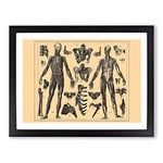 Encyclopaedia Human Biology Skeleton No.1 Vintage Framed Wall Art Print, Ready to Hang Picture for Living Room Bedroom Home Office Décor, Black A2 (64 x 46 cm)