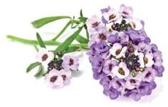 Click And Grow Smart Garden Refill Blommor 3-pack - Lobularia maritima