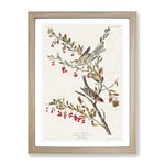 Tree Sparrows By John James Audubon Vintage Framed Wall Art Print, Ready to Hang Picture for Living Room Bedroom Home Office Décor, Oak A4 (34 x 25 cm)