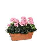MICA Decorations Geranium Rose dans Un Pot de Balcon Terra – L39 x l 13 x H 40 cm