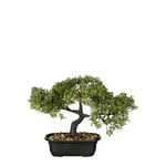 BONSAI 