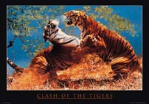Empire 15938 Poster Clash of The Tigers 91,5 x 61 cm