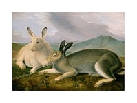 Wee Blue Coo Painting Animal Audubon American Arctic Hare Wall Art Print