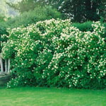 Omnia Garden Buske Småblommig Schersmin Mont Blanc 80-100 cm 101009G