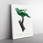 White Winged Parakeet By F. Levaillant Vintage Canvas Wall Art Print Ready to Hang, Framed Picture for Living Room Bedroom Home Office Décor, 60x40 cm (24x16 Inch)