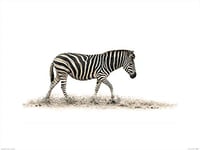 The Art Group Mario Moreno (The Zebra) -Art Print 60 x 80cm, Paper, Multicoloured, 60 x 80 x 1.3 cm