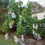 10pc Garden Fruit Protect Drawstring Net Bag (15*10 Cm)