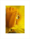 Wee Blue Coo Daffodil Reflection Yellow Flower Dew Drop Macro Wall Art Print