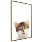 Plakat - Vexed Cat - 20 x 30 cm - Guldramme