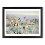 W Kuhnert Gazelle Vintage Framed Wall Art Print, Ready to Hang Picture for Living Room Bedroom Home Office Décor, Black A4 (34 x 25 cm)