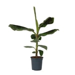 Bananträd dvärg - Musa 'Dwarf Cavendish' - Höjd 90-100cm - d21cm
