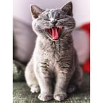 Huacan DIY 5D Diamond Painting Cat Kits for Adults Animals Picture Series Round Full Drill Crystal Gem Art for Wall Decor Girl Gifts British Shorthair 30x40cm