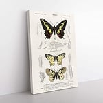 Big Box Art Butterfly Illustrations PL. 1 by Charles d' Orbigny Canvas Wall Art Print Ready to Hang Picture, 76 x 50 cm (30 x 20 Inch), White, Grey, Black, Gold, Cream