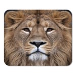 Mousepad Computer Notepad Office The Face of Asian Lion King Beasts Biggest Cat World Looking Straight Into Camera Home School Game Player Computer Worker Inch