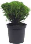 Klottuja lat. Thuja occidentalis 'Danica' 25-30cm