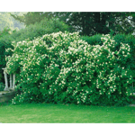 Häck Smultronschersmin 30-50 cm barrot (C) Omnia Garden