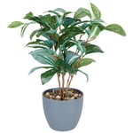KONSTVÄXT bonsai 