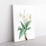 Big Box Art Crinum Flowers by Pierre-Joseph Redoute Canvas Wall Art Print Ready to Hang Picture, 76 x 50 cm (30 x 20 Inch), White, Beige, Green, Black, Brown
