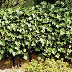 Omnia Garden Klätterväxt Storbladig Murgröna Hedera Hibernica 40-60 cm GTG23950P