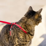 PetSafe Easy Walk Cat Harness Röd - L