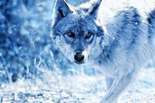 no brand jigsaw puzzles for adults 1000 piece jigsaw puzzles for adults Blue Snow Wolf Mini Puzzles 1000 Pieces Challenging adult and teen casual puzzles unique gifts toys-70X50cm