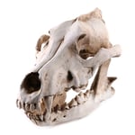 FGA Educational Model Resin Animal Jackal Coyote Wolf Skeleton Model Teaching Learning Tool Aquarium Decoration Supplies
