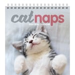2024 Calendar Cat Naps Desk Mounted Monthly View OXFAM New F1