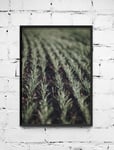 Poster Odling - 40x50 cm