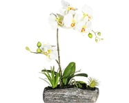 Konstväxt Orkidé Phalaenopsis Arrangement ca 40cm grön