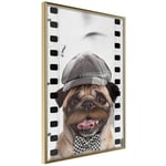 Plakat - Pug In Hat - 20 x 30 cm - Guldramme
