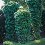 Omnia Garden Klätterväxt Murgröna 40-60 cm Hedera helix, 10-pack GTG23917-10