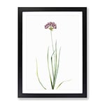 Rosy Garlic Flowers By Pierre Joseph Redoute Vintage Framed Wall Art Print, Ready to Hang Picture for Living Room Bedroom Home Office Décor, Black A2 (64 x 46 cm)